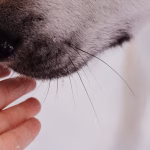 Por qué los perros pueden detectar el calor con la punta de la nariz