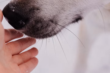Por qué los perros pueden detectar el calor con la punta de la nariz