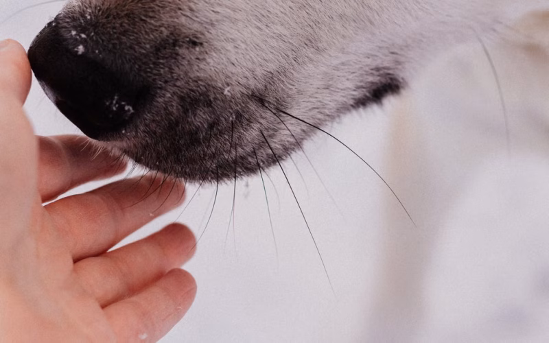 Por qué los perros pueden detectar el calor con la punta de la nariz